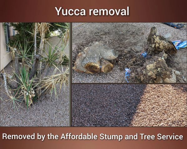 Before-and-after photo of a Yucca stump removal.