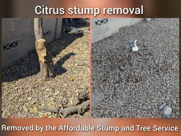 Citrus tree stump removal near a residential block wall showing before and after in Chandler, AZ.