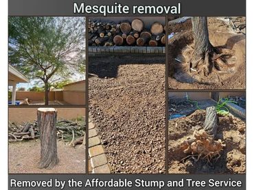 Mesquite tree extraction service leaving a clean front yard gravel landscape in Chandler, AZ.