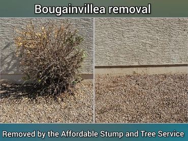 Removal of a large, overgrown bougainvillea bush from a backyard block wall in Chandler, AZ.