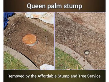 Queen palm tree stump ground level view before starting the extraction process in Chandler, AZ.