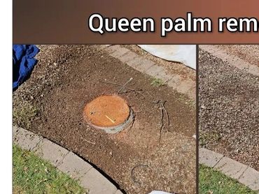 Queen palm tree removal from a grassy lawn area showing before and after in Chandler, AZ.