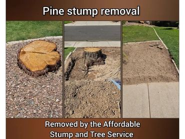 Pine tree stump ground down completely flush with the surrounding grass lawn in Chandler, AZ.