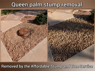 Close-up of a queen palm stump being professionally ground down to ground level in Chandler, AZ.
