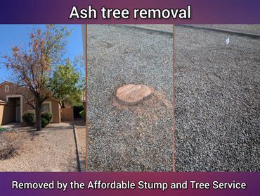Before-and-after photo, in Chandler, Ash tree removal, front yard.