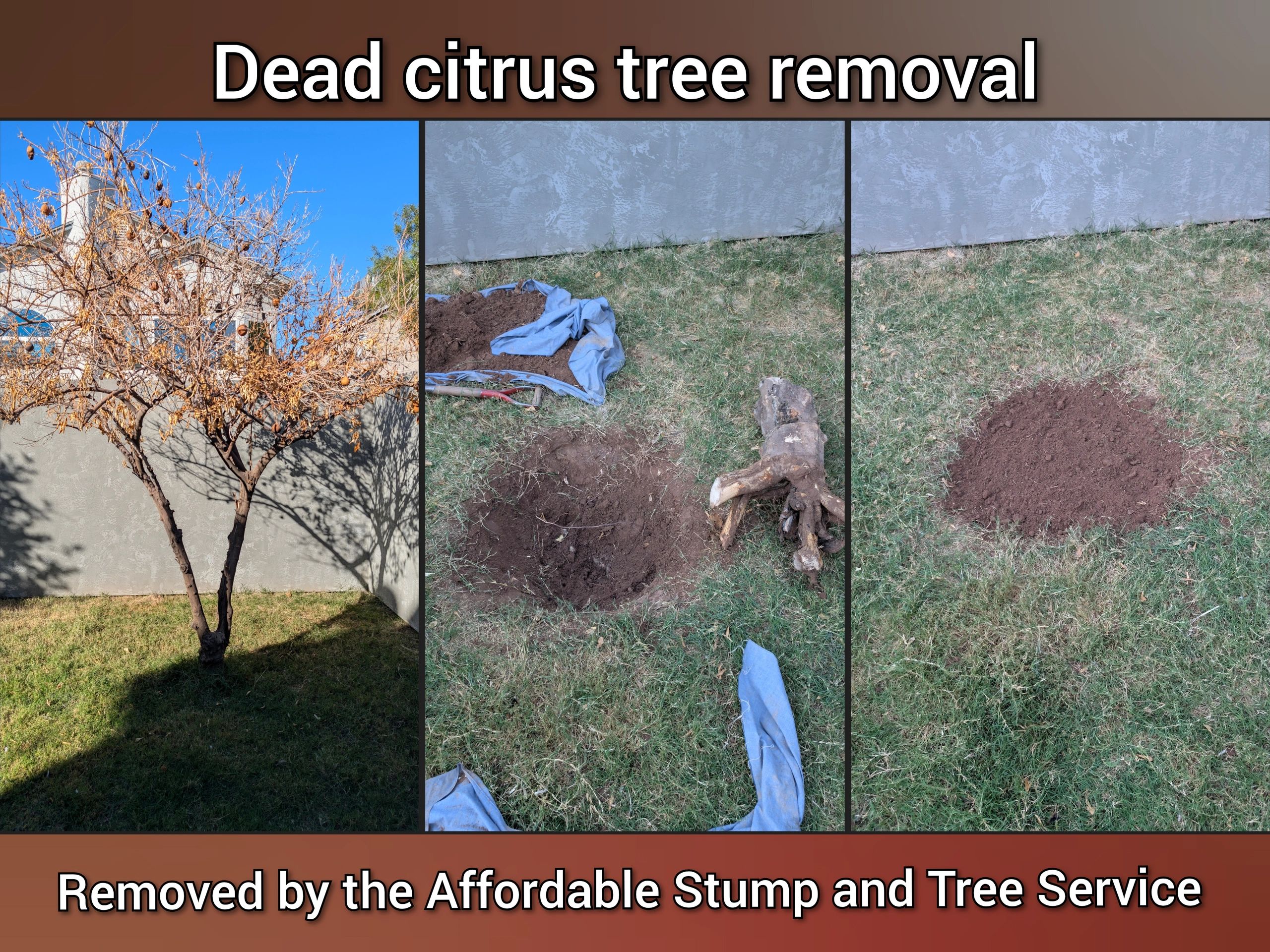 Before and after photo, in Chandler – dead citrus tree removal, backyard cleanup
