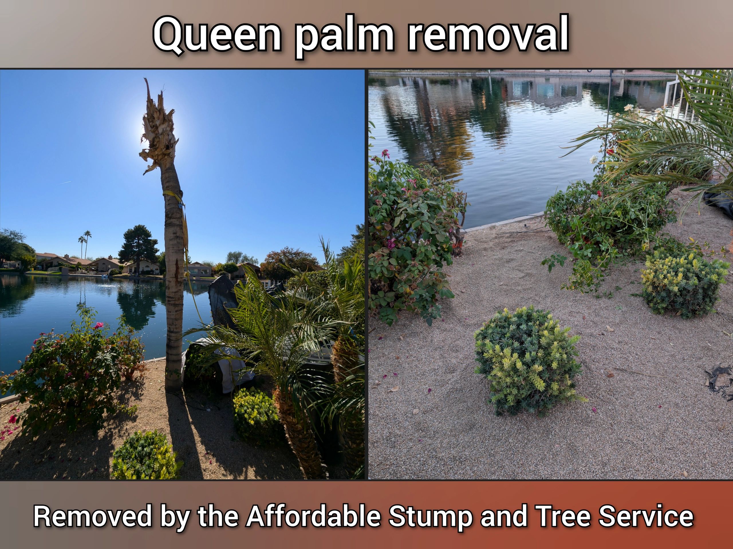 Before and after – Queen palm removed in Chandler, AZ – lakeside cleanup