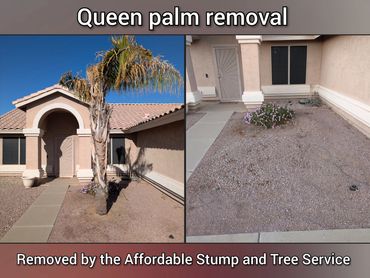 Before-and-after photo, in Chandler, Queen palm removal, front yard