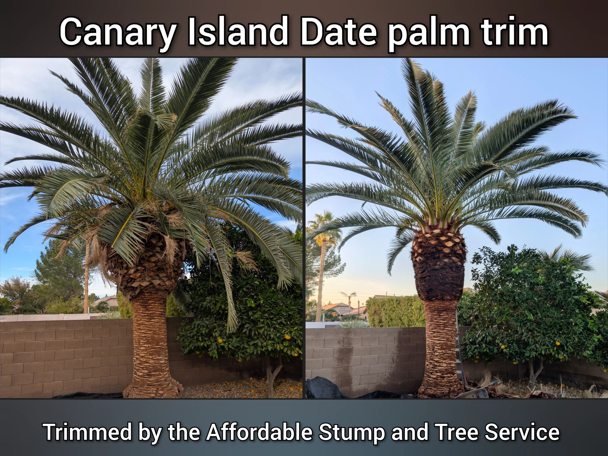 Before and after photo, in Chandler –  Canary Island Date palm trim, backyard cleanup