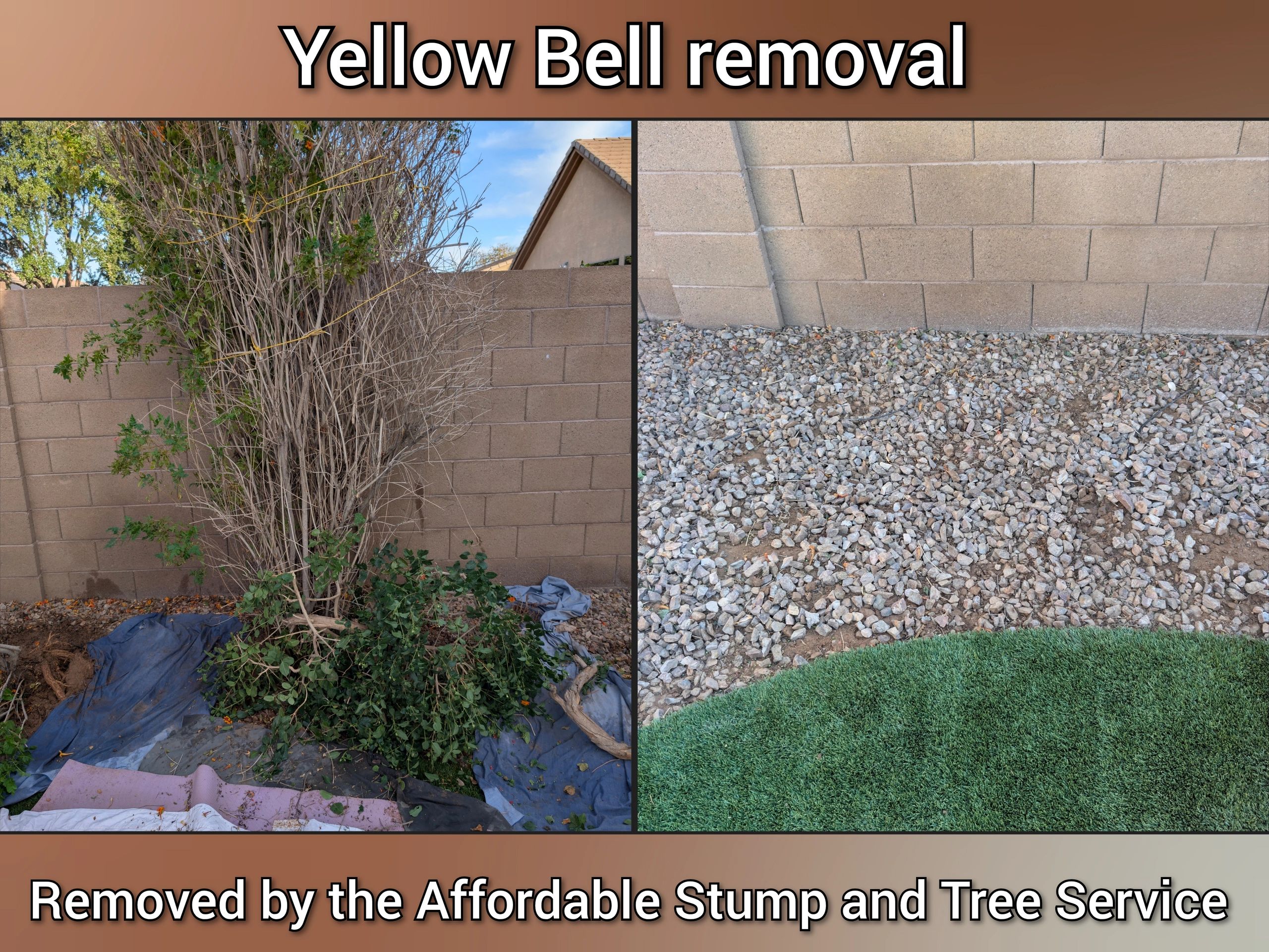Before and after photo, in Chandler –  yellow bell bush removal, backyard cleanup