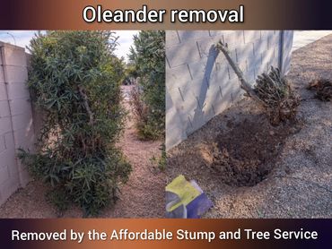 Before-and-after photo, in Chandler, Oleander removal, front yard.