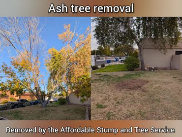 Before-and-after photo, in Chandler,Ash tree removal, front yard cleanup