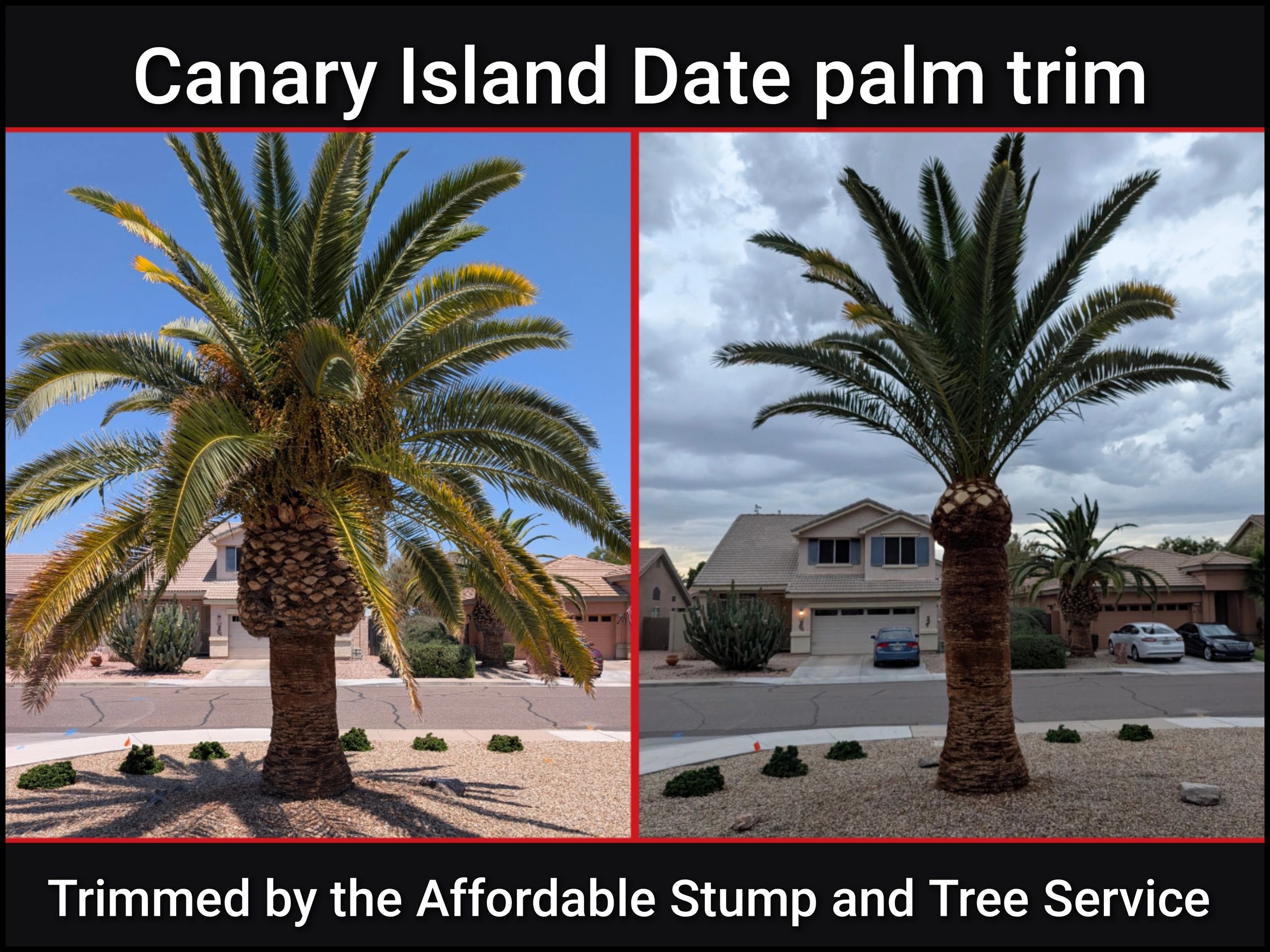 Canary Island date palm trim. Chandler, palm trim
