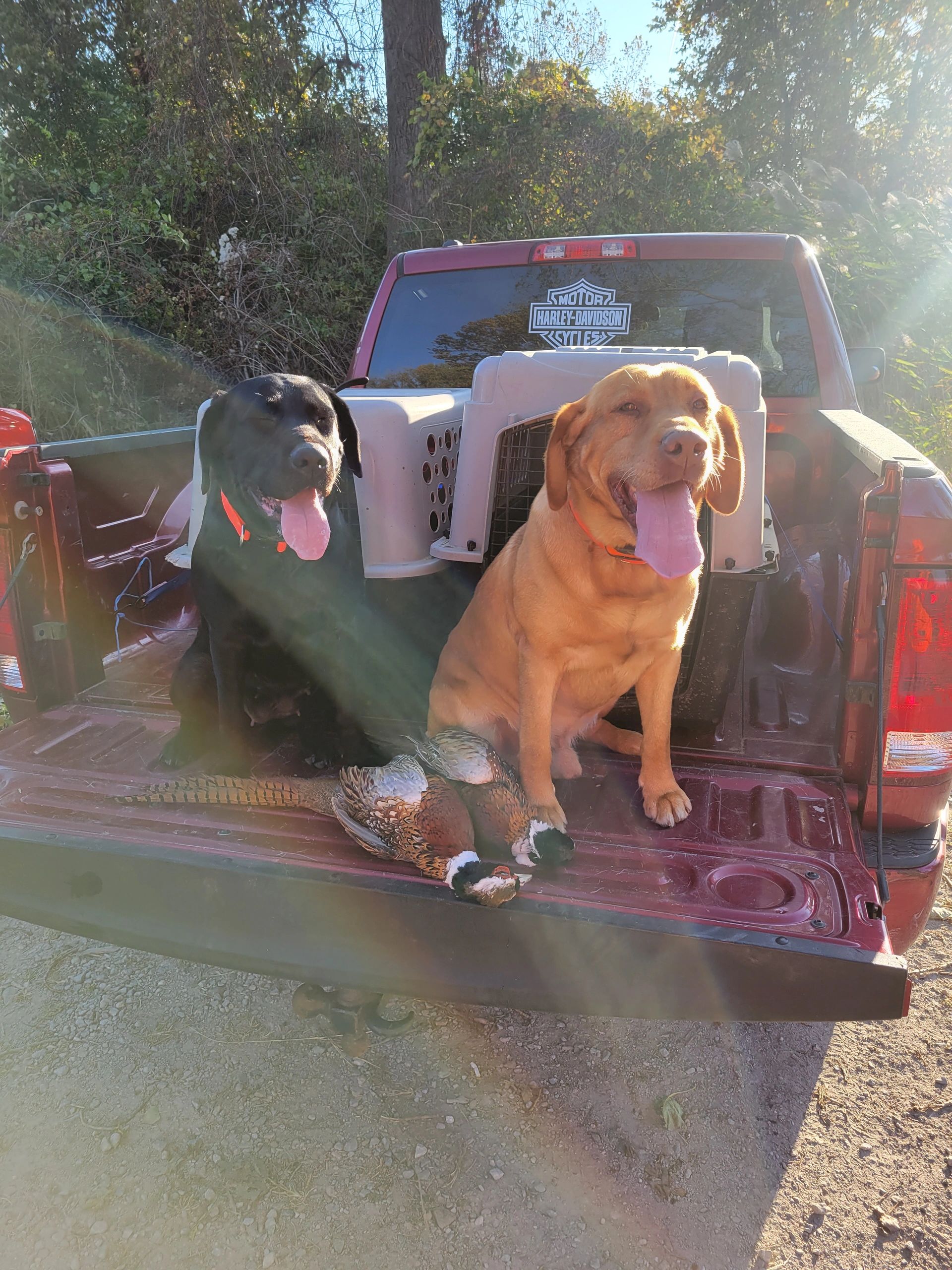 Yeagers bird dog kennels