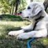 Labrador retriever puppy laying in grass on her walk in Chicago neighborhood. 