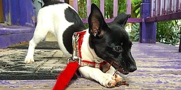 Small dog walking on red leash, in puppy play position.