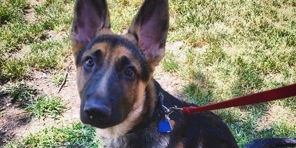 German Shepard on a leash during a dog walk in Chicago. 