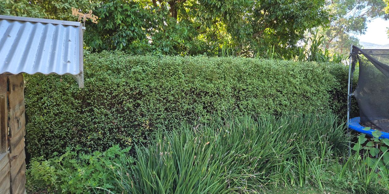 Fresh Trimmed Hedge