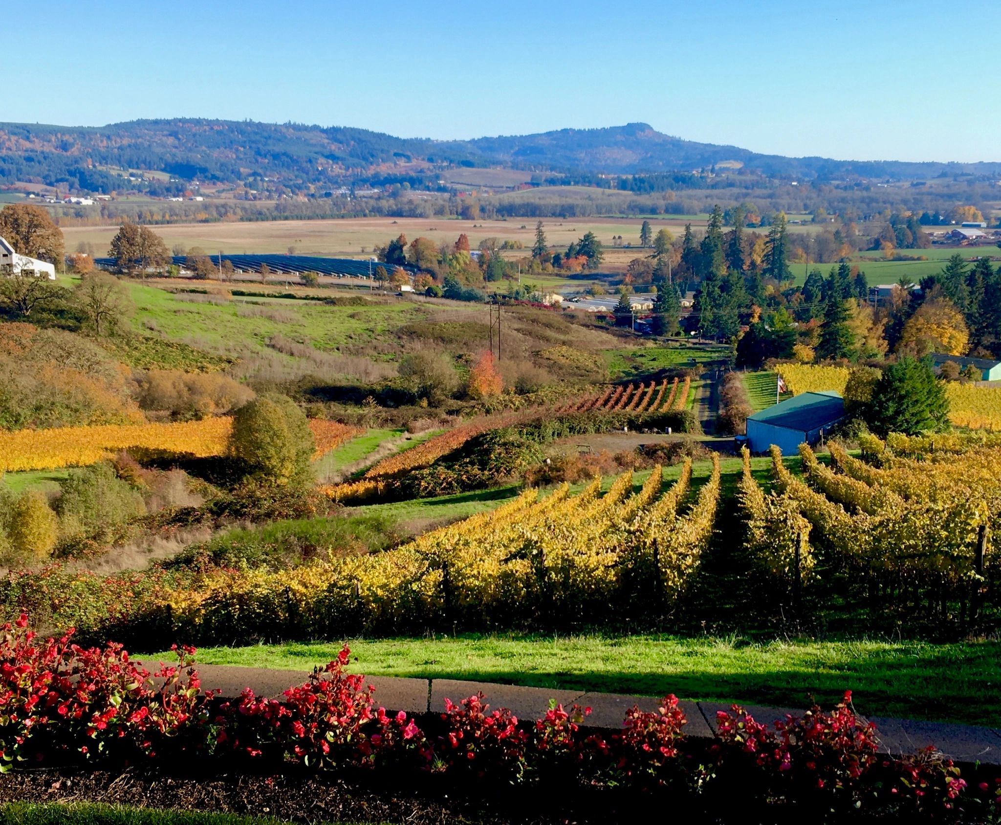 La Dolce Vita Vineyards