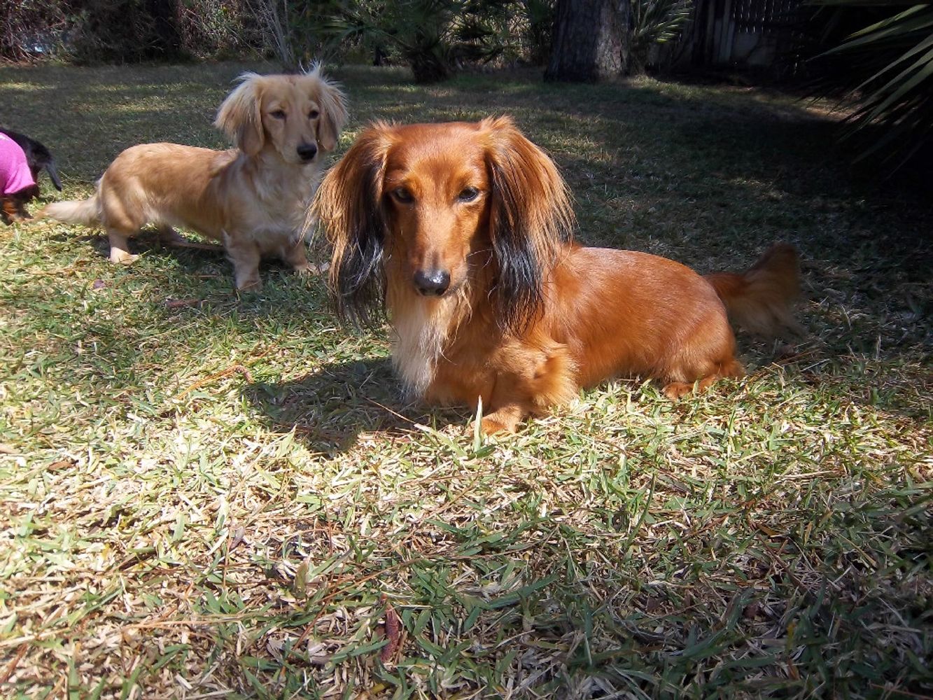 Amazing dachshund puppy for sale and adoption nearby