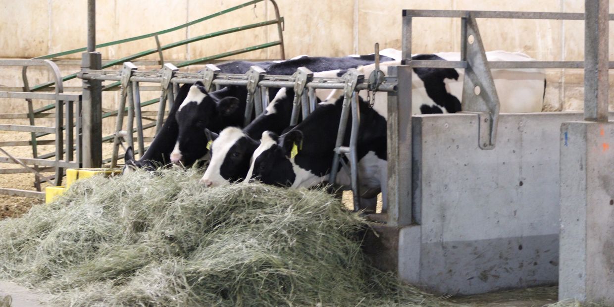 Holstein cows feeding on hay inside a barn.
