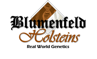 Blumenfeld Holsteins