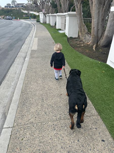 Owner walking a dog past distractions on leash
