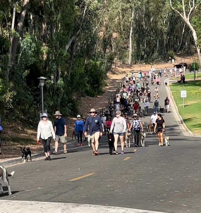 THE Pack Walk of OC — dozens of dogs walking together at Laguna Niguel Regional Park