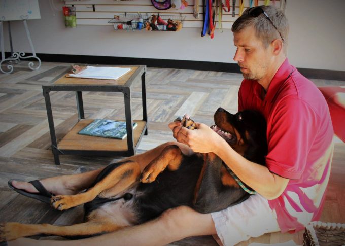 Tommy Stark working a dog on manners and greetings