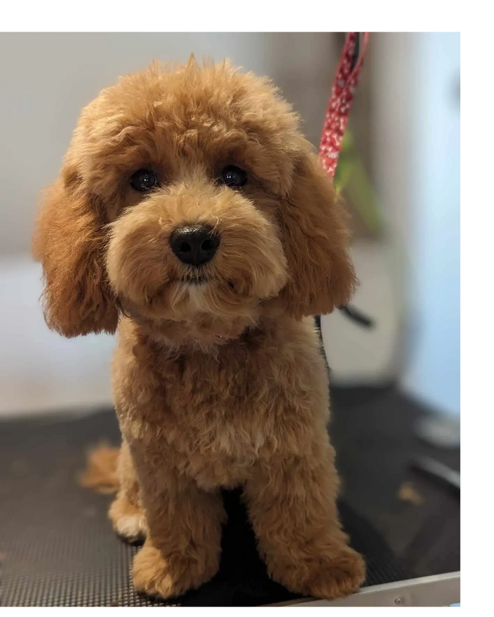 Cute Apricot Bichon Poodle Mix Freshly Groomed Dog