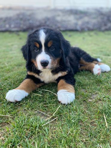 Bunsen, 8 weeks old. 