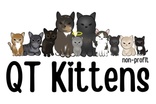 QT Kittens
