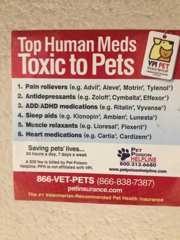 Toxic human medicine for pets