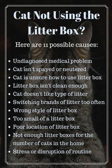 Cat not using the litter box possible causes.