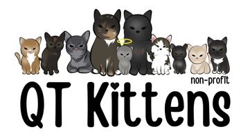QT Kittens