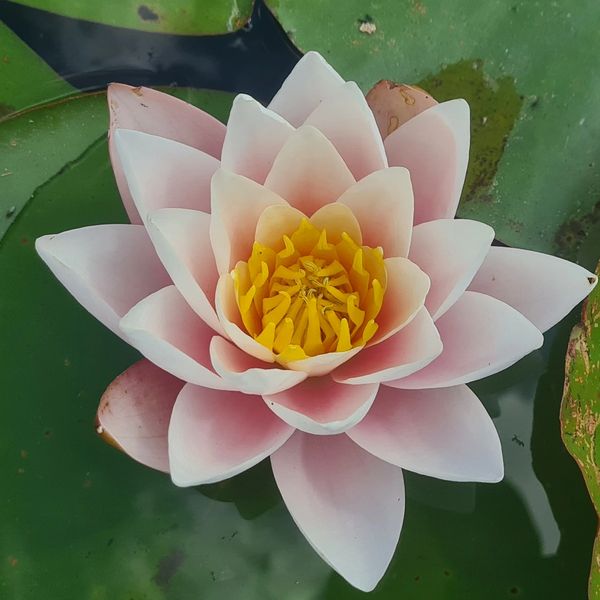 photo of a lotus flower