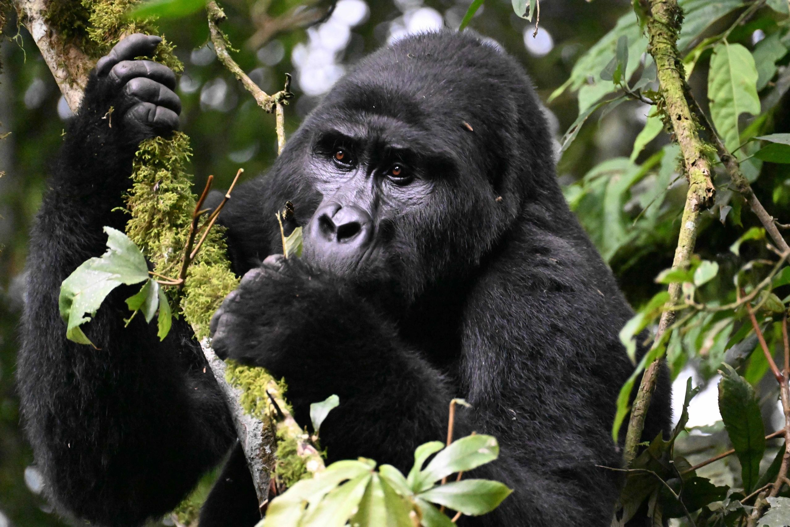 Close-up of a gorilla in the forest.