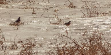Two birds standing on a snowy field with dry grass patches.