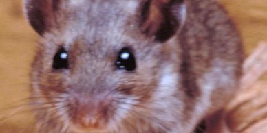 Close-up of a small mouse with bright eyes and whiskers.