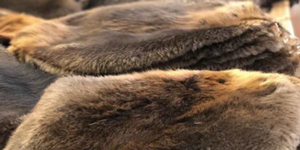 Beaver pelts.