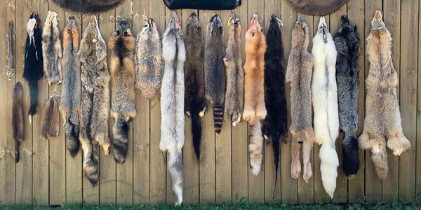 Back fence fur collection.
