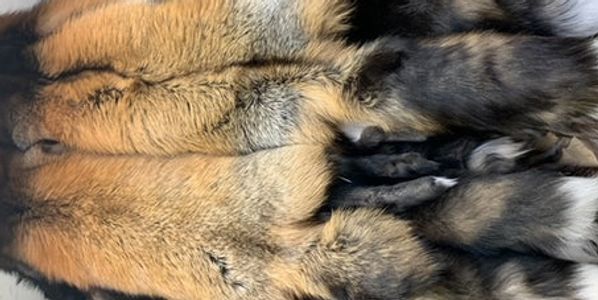 Redcross fox pelts.