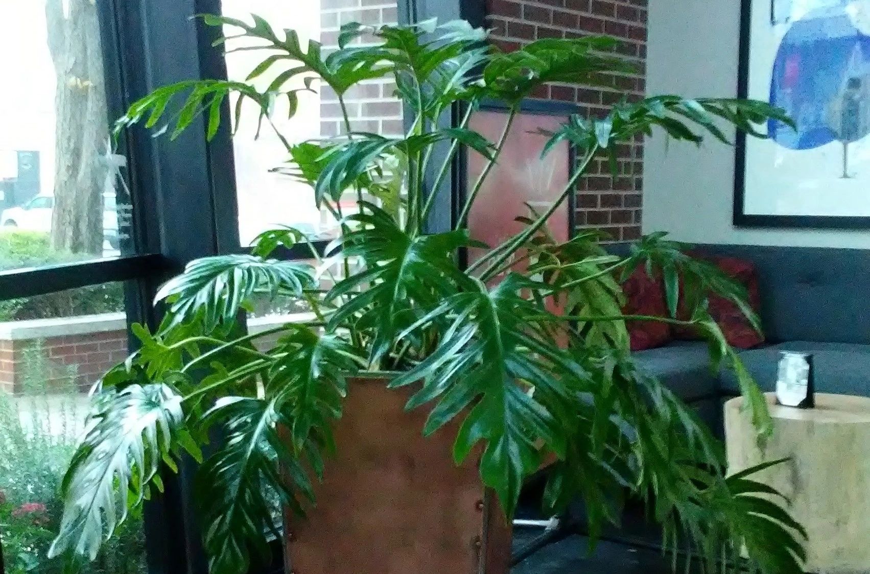 Tree Philodendron in custom copper planter.