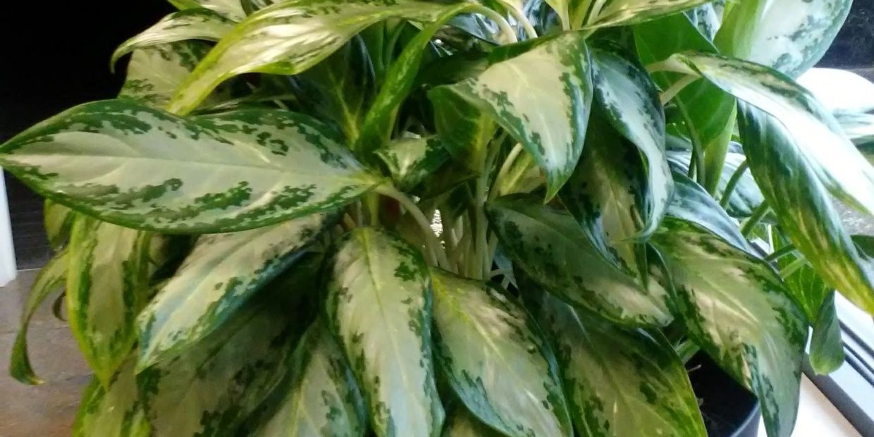 Close-up of green and white variegated plant leaves.