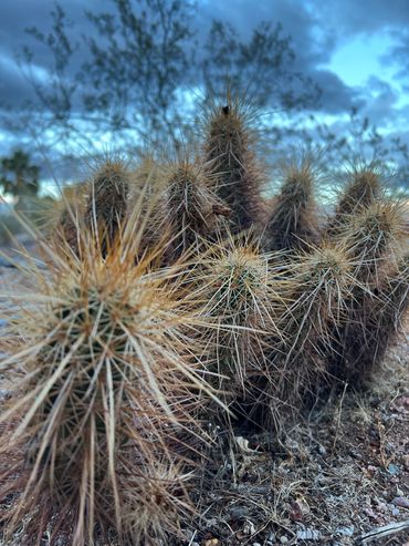 Close-up of a spiky cactus plant under a cloudy sky.