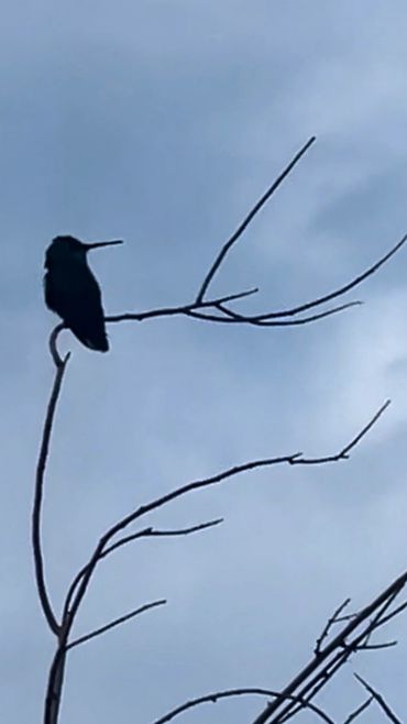 Silhouette of a bird perched on a bare tree branch against a cloudy sky.