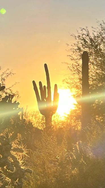 Sunset behind a unique cactus in the desert.