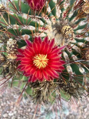 Close-up of a red cactus flower with sharp spines.