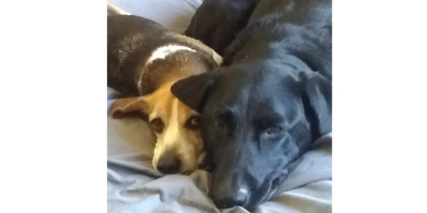 Picture of small beagle dog on a bed with black Lab dog. 