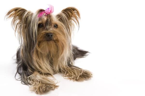 Wren Yorkie Rescue cover